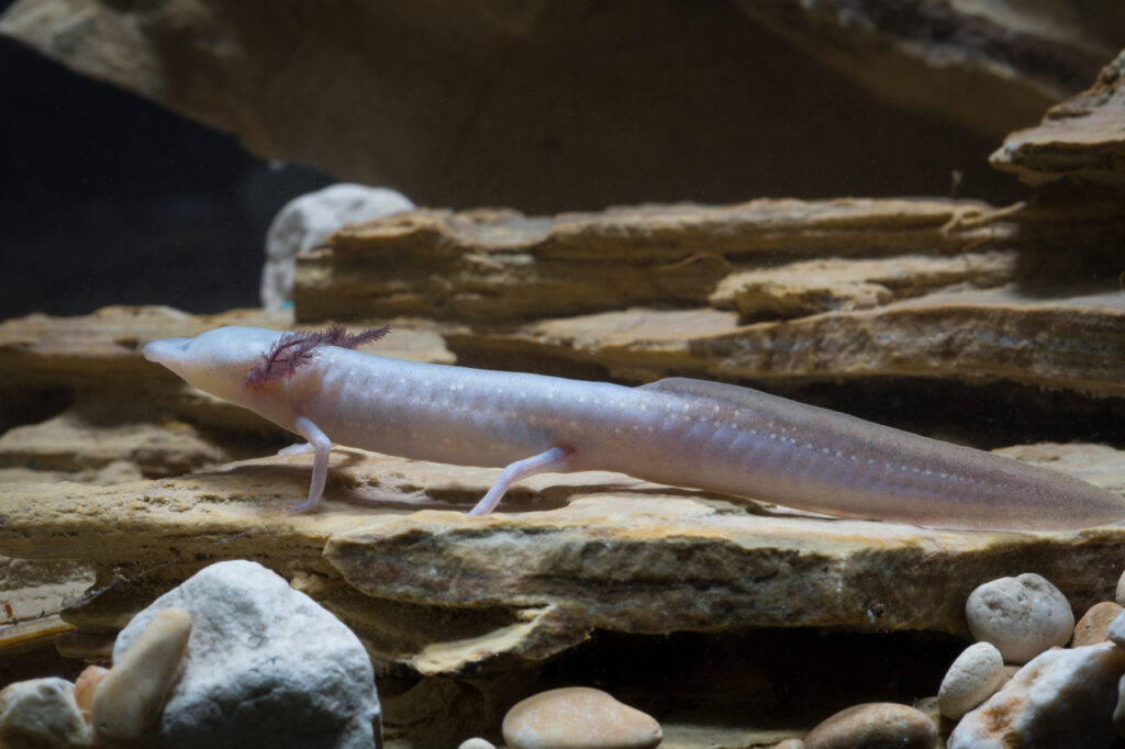 Texas Blind Salamander (Typhlomolge rathbuni)
