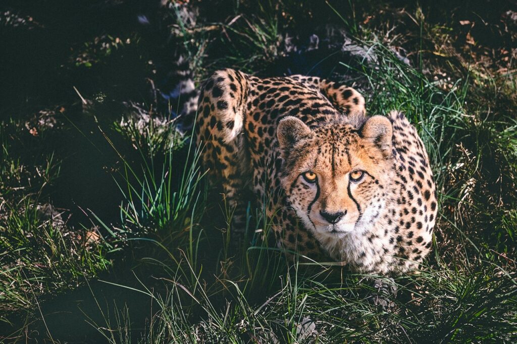Cheetah