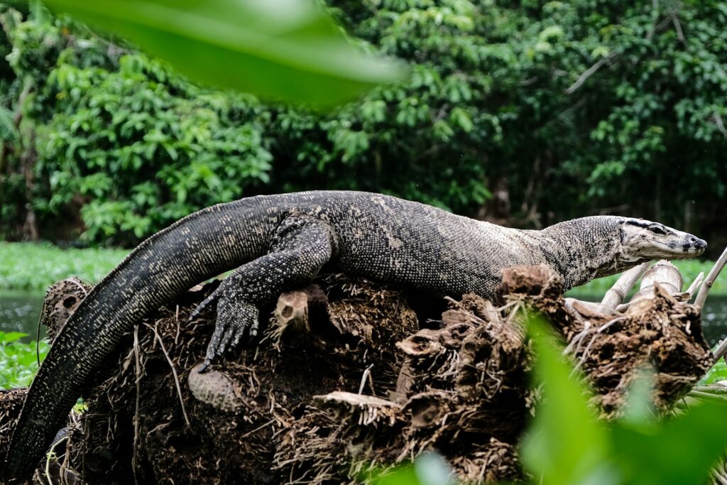 Monitor Lizard