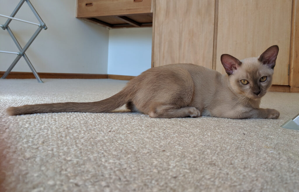 European Burmese
