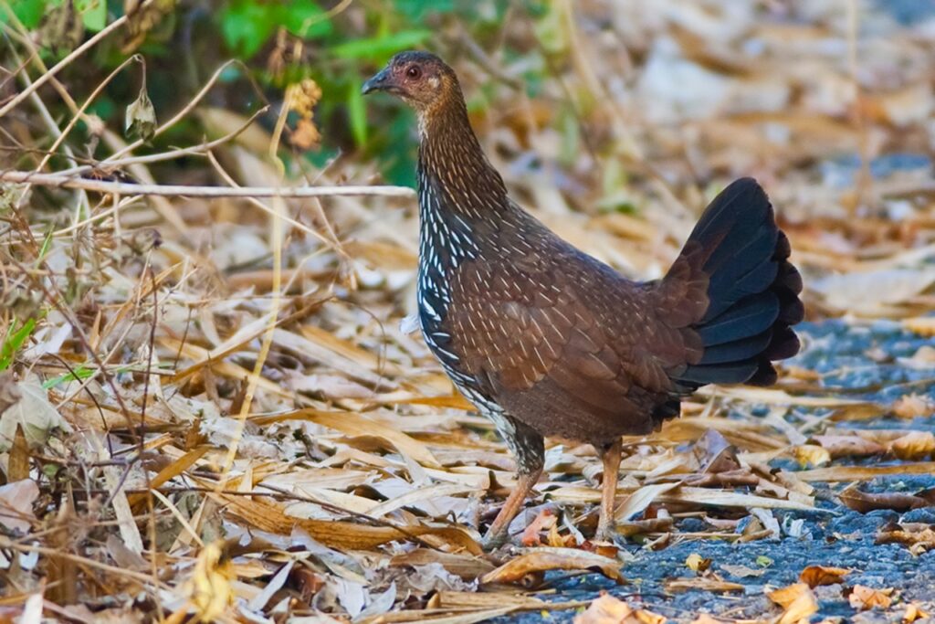 Grey junglefowl
