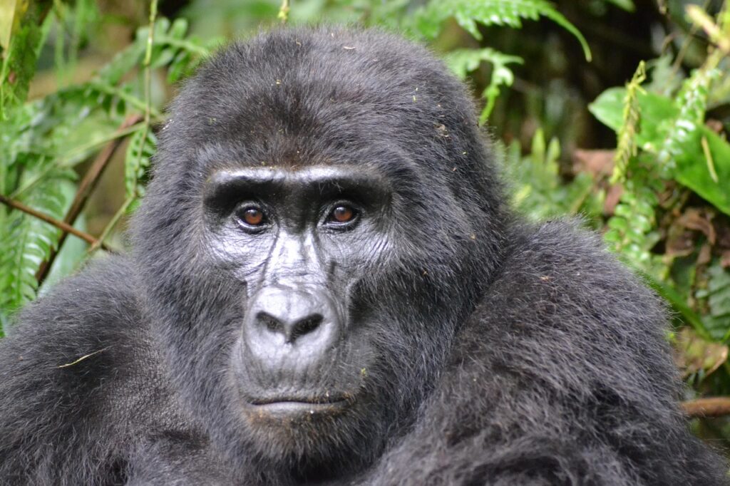 A Mountain Gorilla