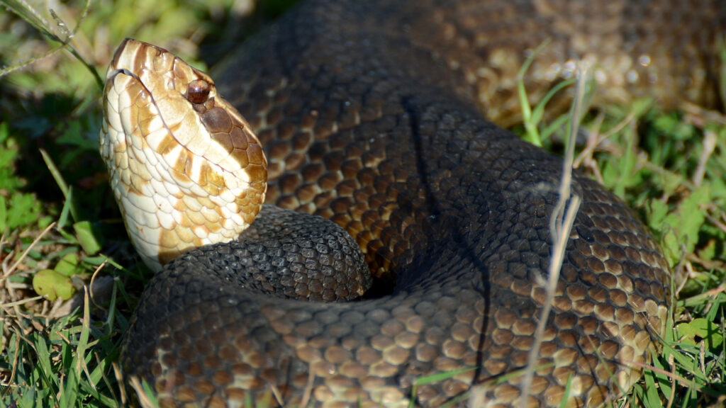 A Florida Cottonmouth