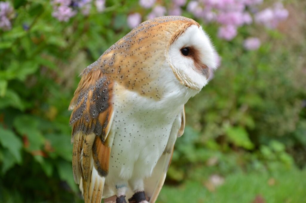 Barn Owl