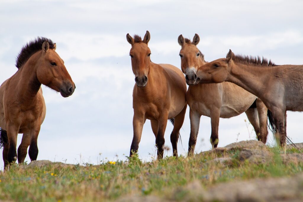 Przewalski's horses