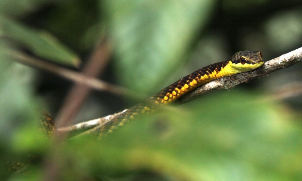 A Moluccan Flying snake