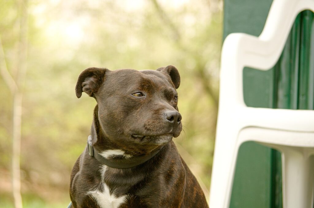 Closeup of an American Staffordshire Terrier