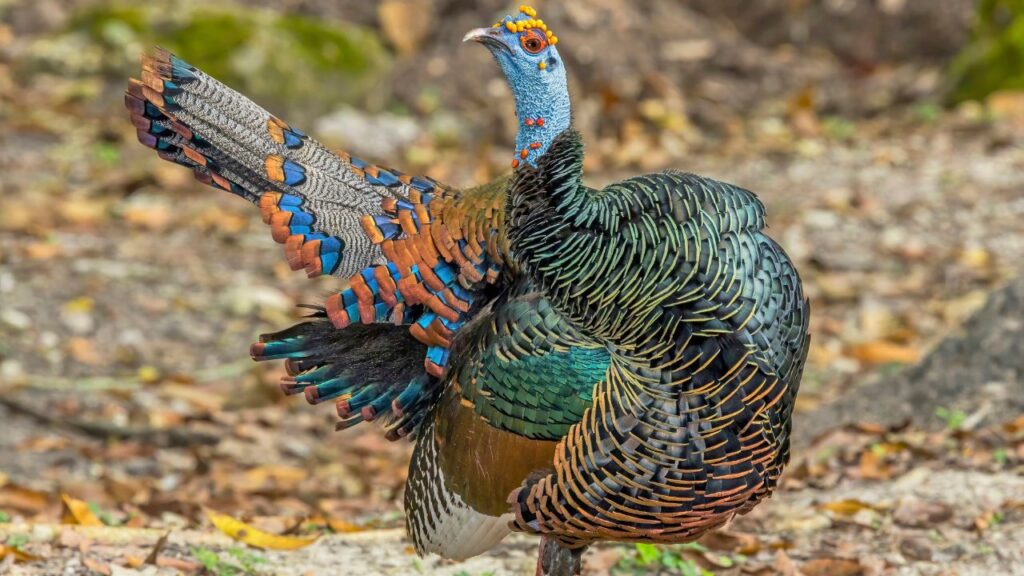 Ocellated turkey (Meleagris ocellata)