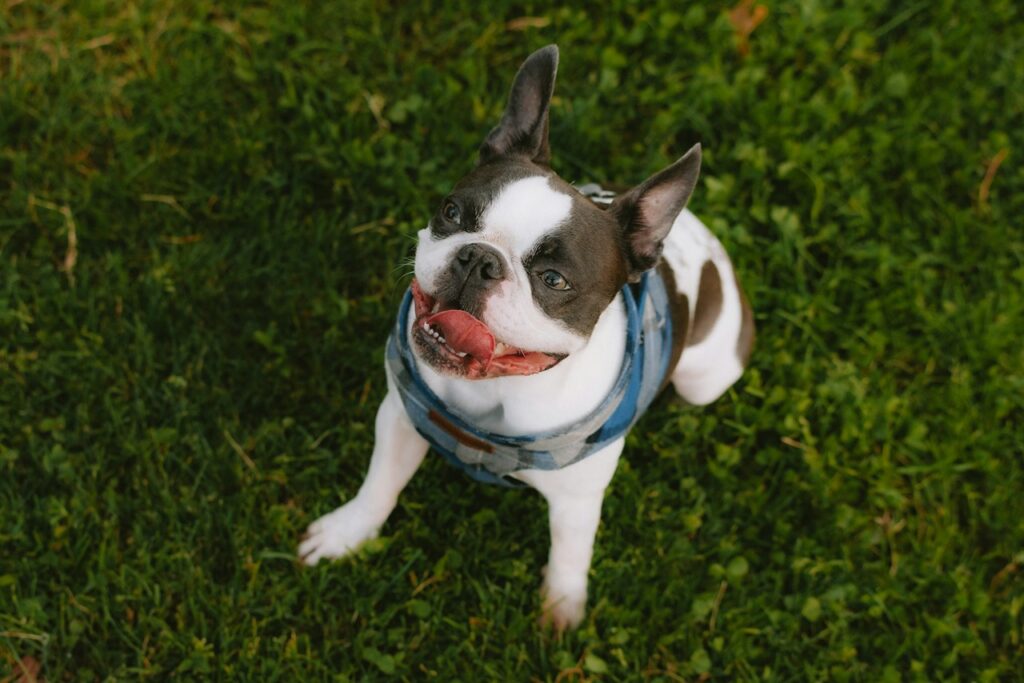 Happy Dog