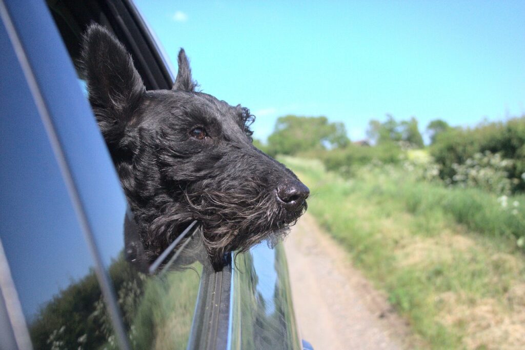 Dog enjoying the road