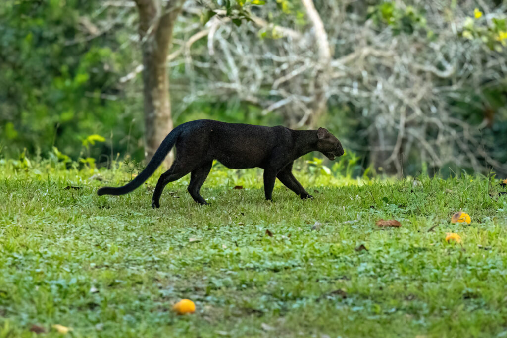 Jaguarundi