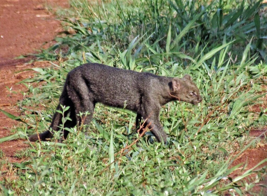 Jaguarundi