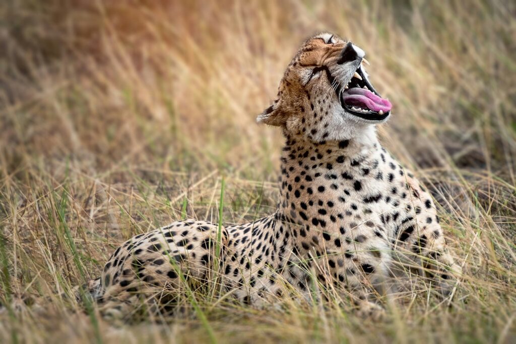 Cheetah
