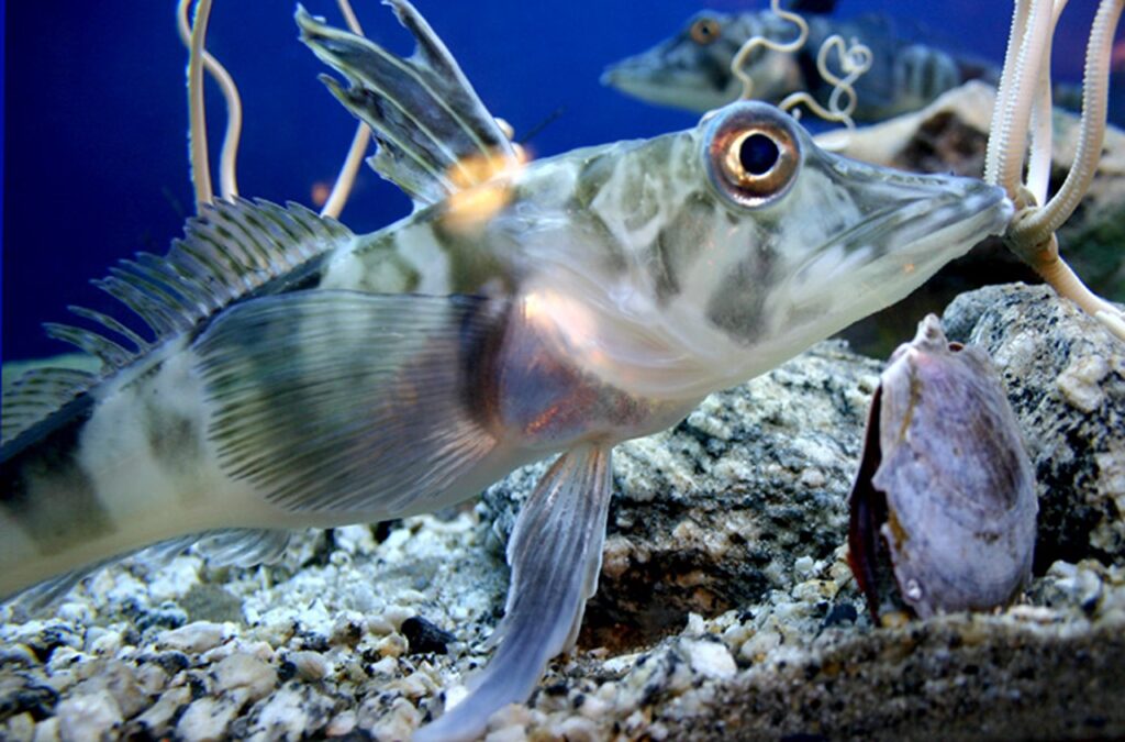 Antarctic Icefish