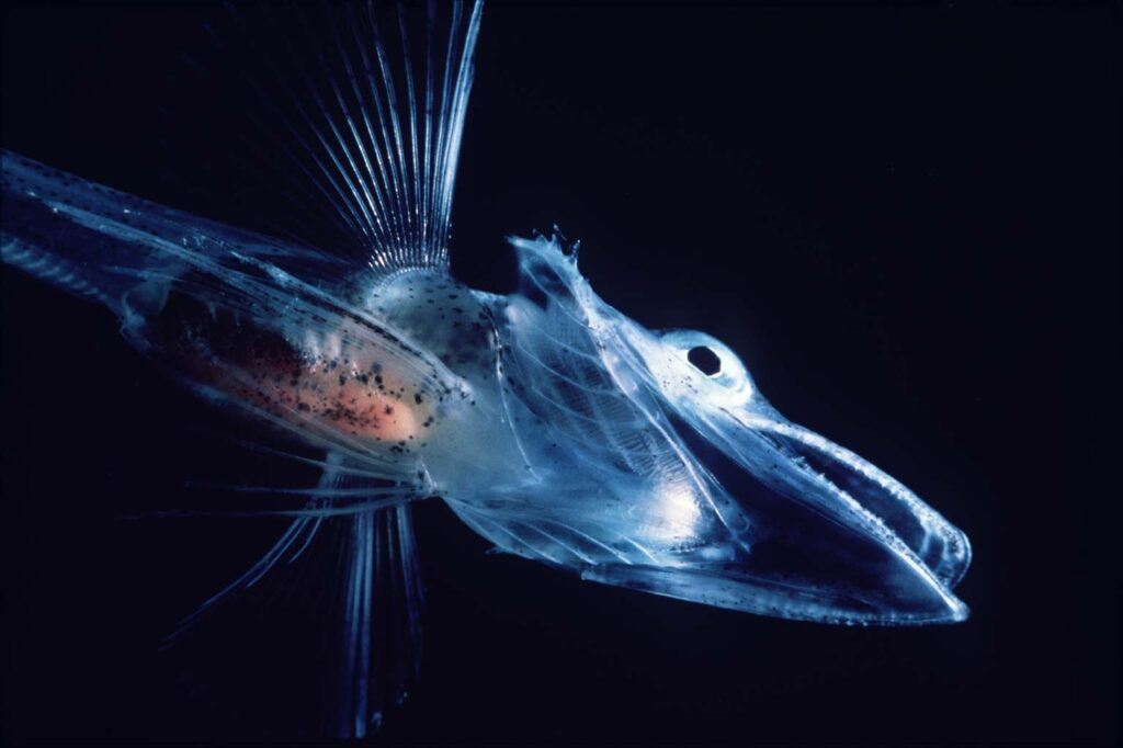 antartyic icefish