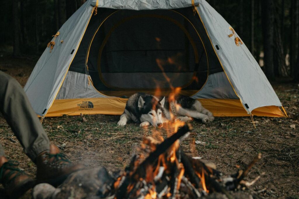 Dog next to a tent