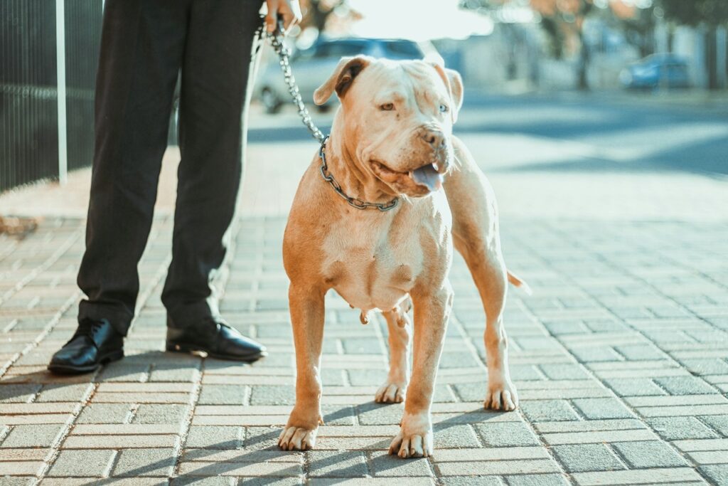 American Pit Bull Terrier
