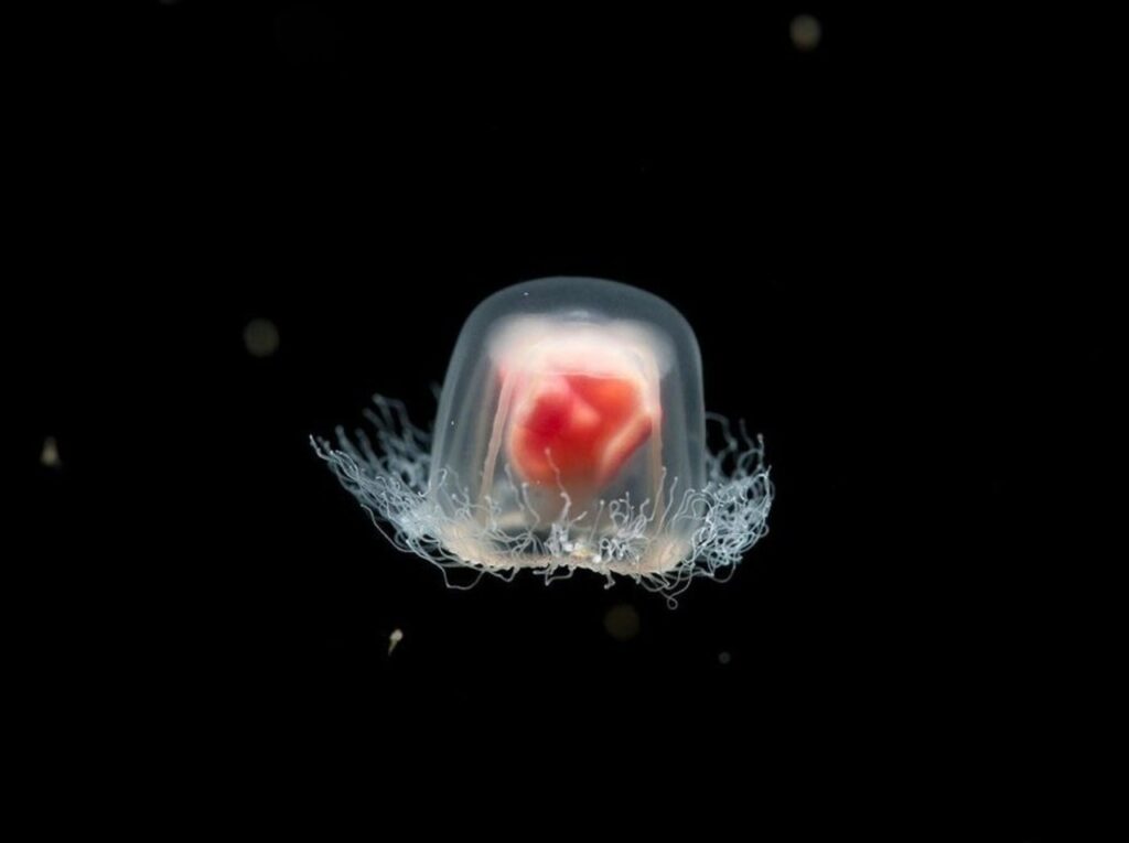 Immortal Jellyfish