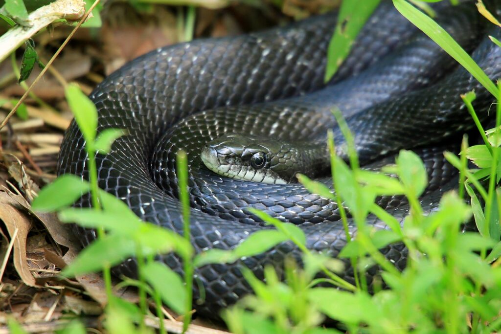 Black rat snake