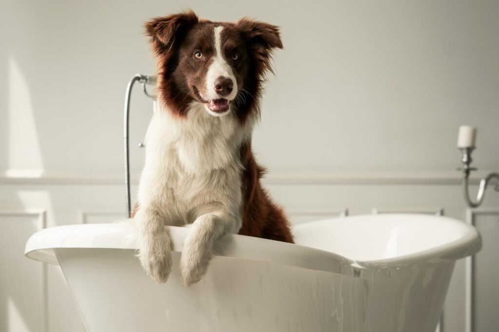 dog bath