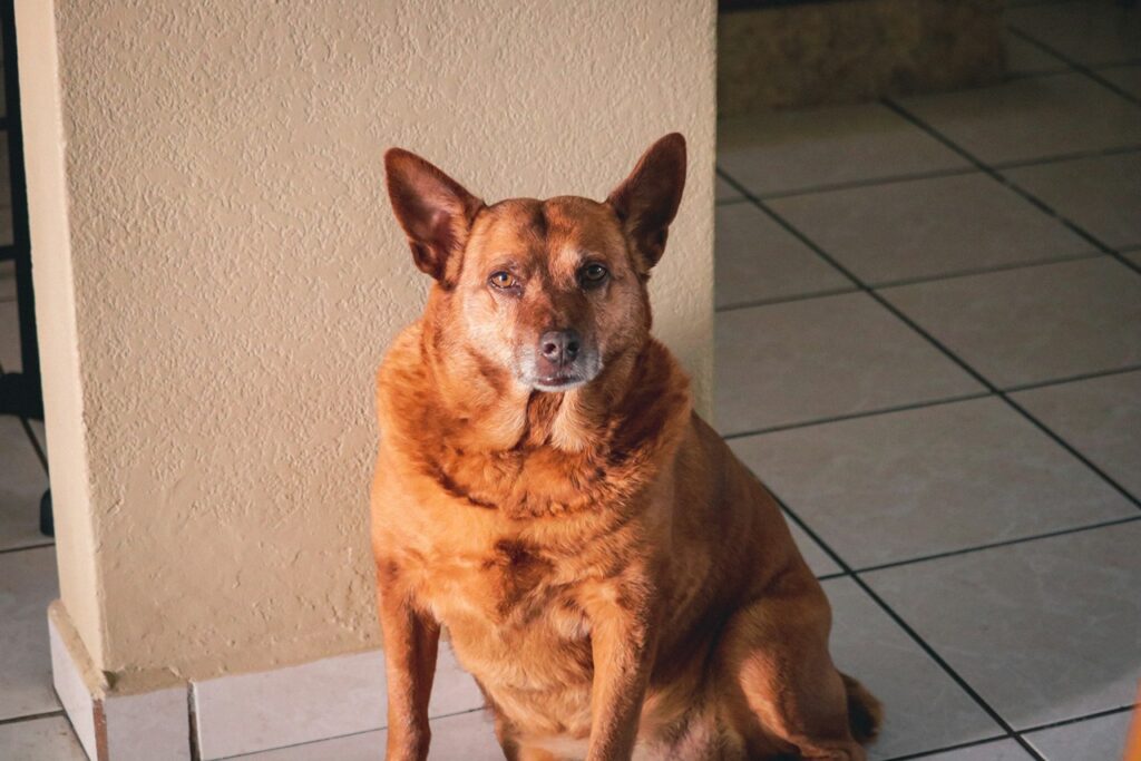 Aging Dog