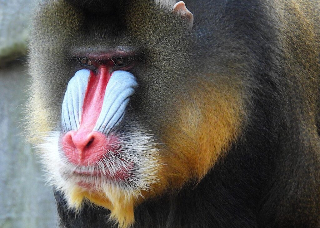 Closeup of a Mandrill