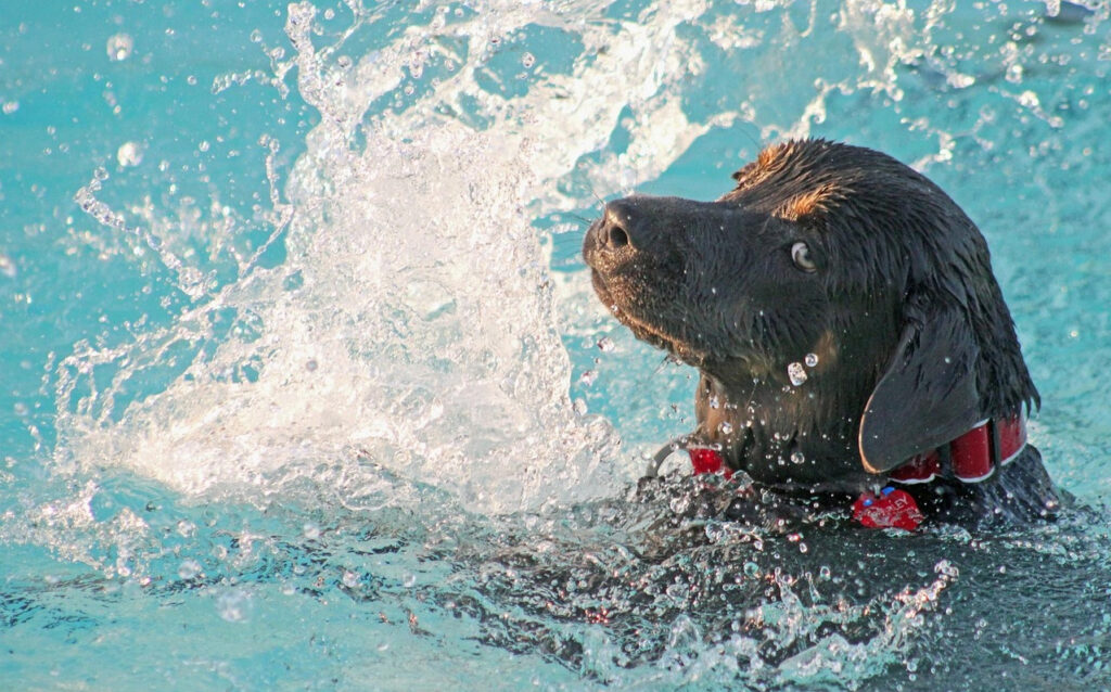 Black Lab at sea