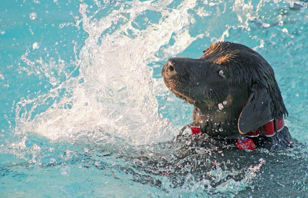 Dog swimming