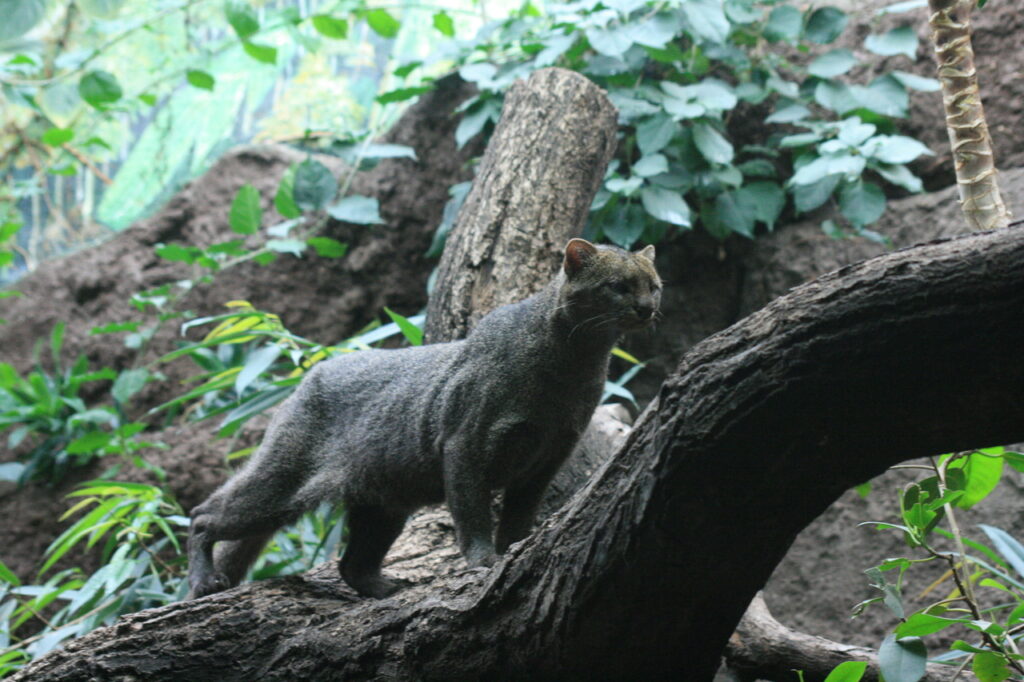 Jaguarundi_Zoo_Berlin-2