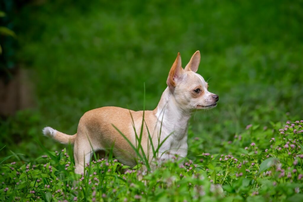 Chihuahua