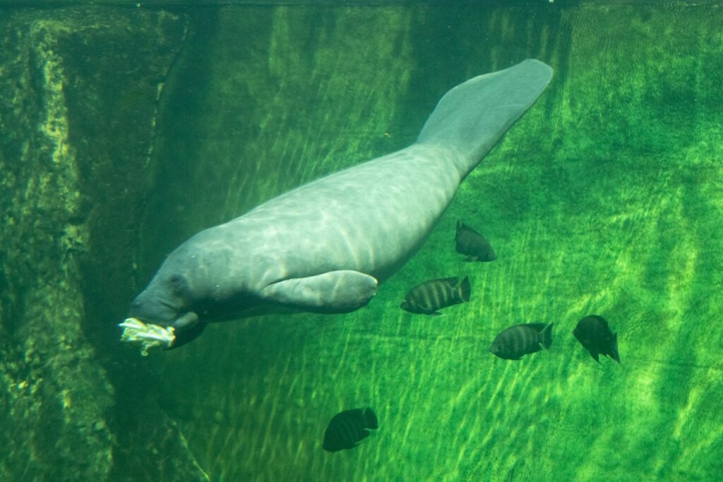 manatee