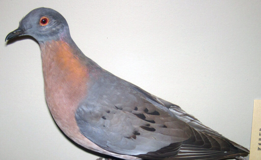 Passenger Pigeon