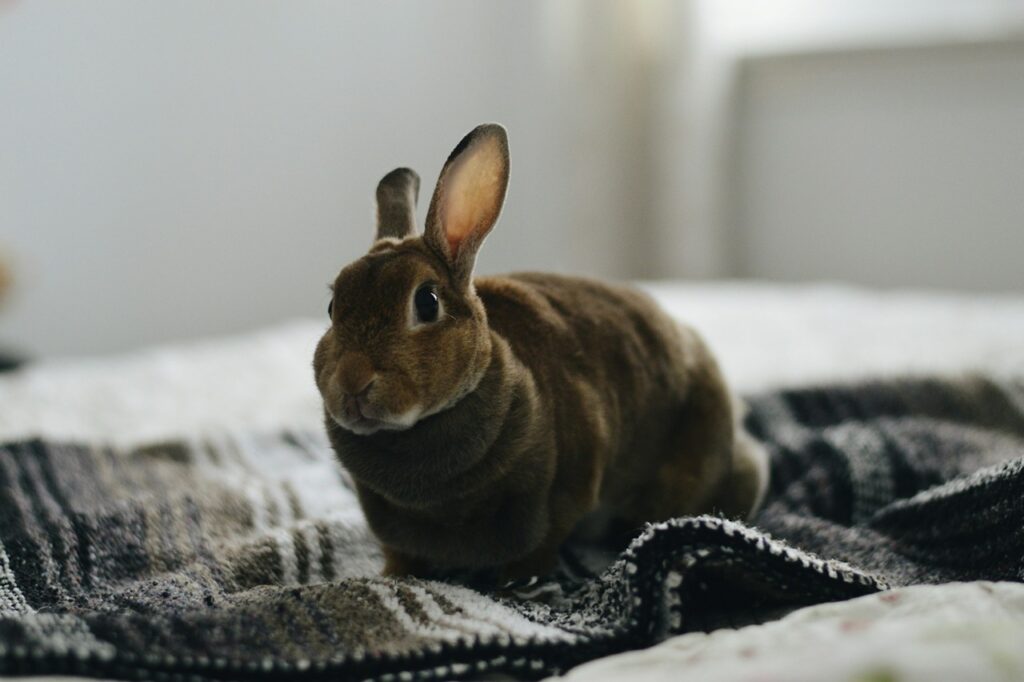 Rabbit