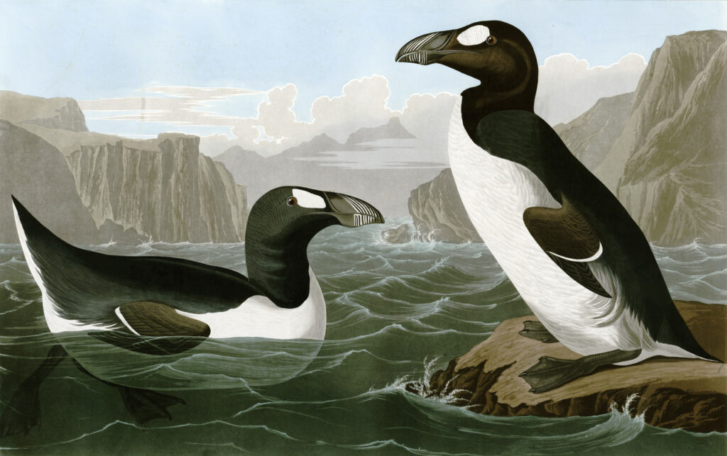 The Great Auk