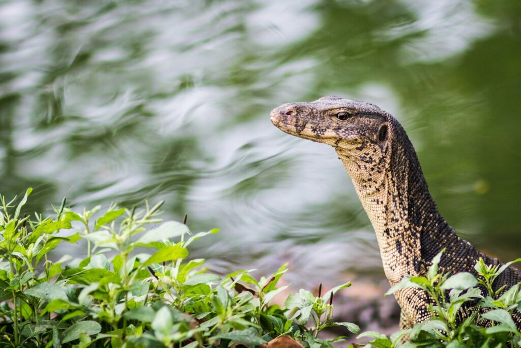 Monitor Lizard