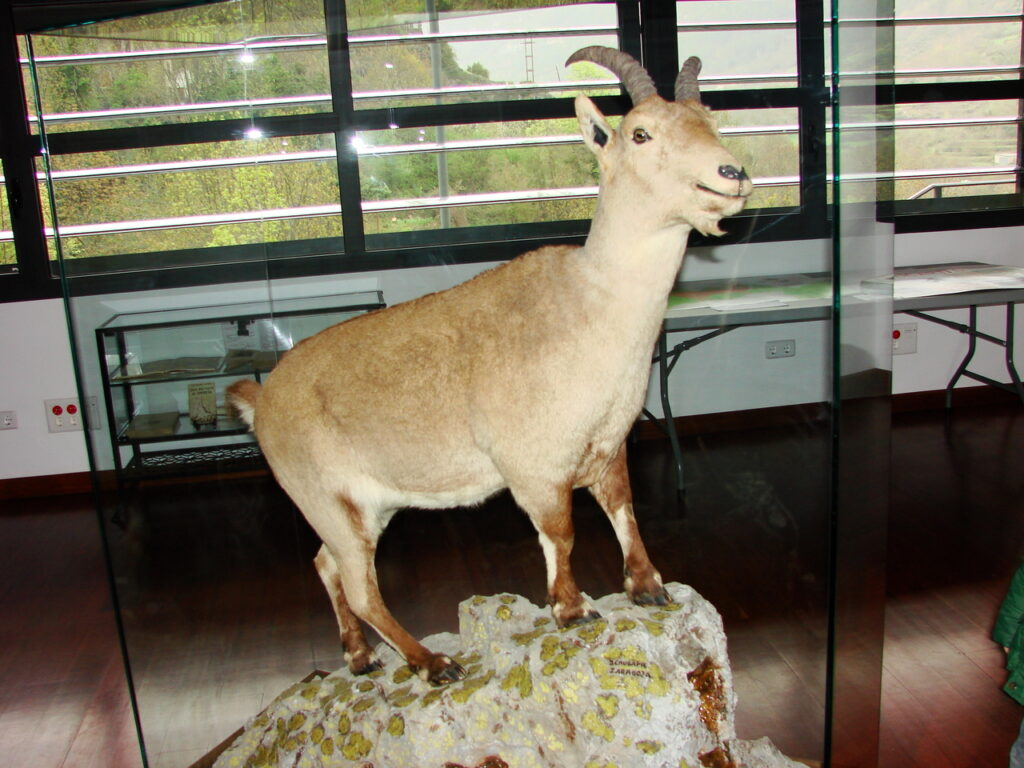 Pyrenean Ibex