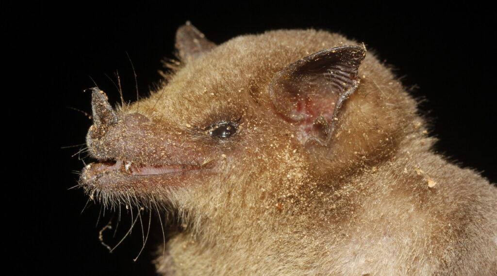 Closeup of a Long-nosed Bat