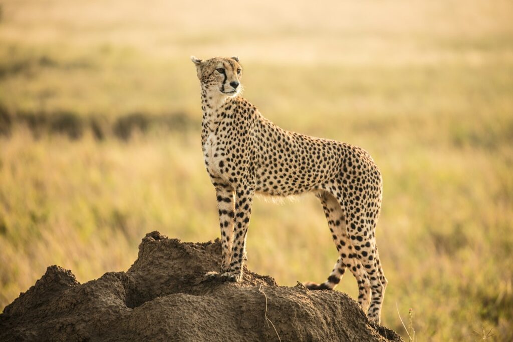 Cheetah