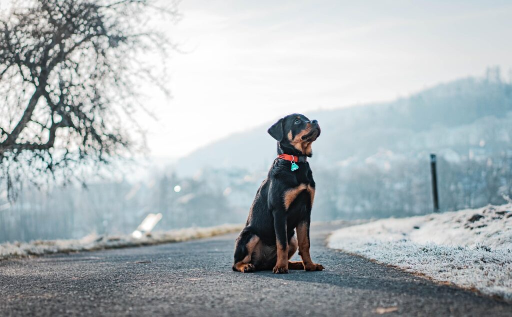 Dog at a cozy town road