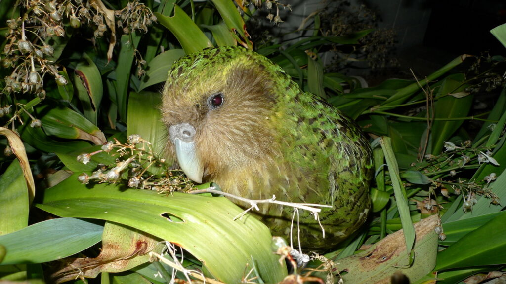 Kakapo_Sirocco_1-2
