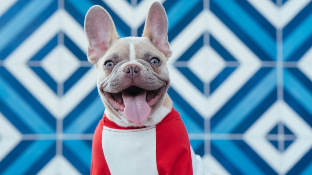 Happy Dog