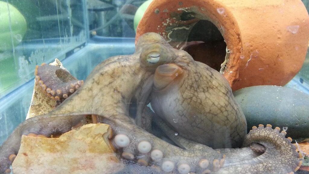Gland enlargement in mother octopus