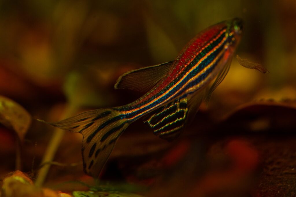 Zebrafish