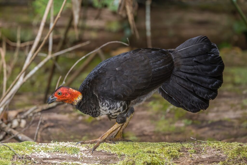 Australian brushturkey