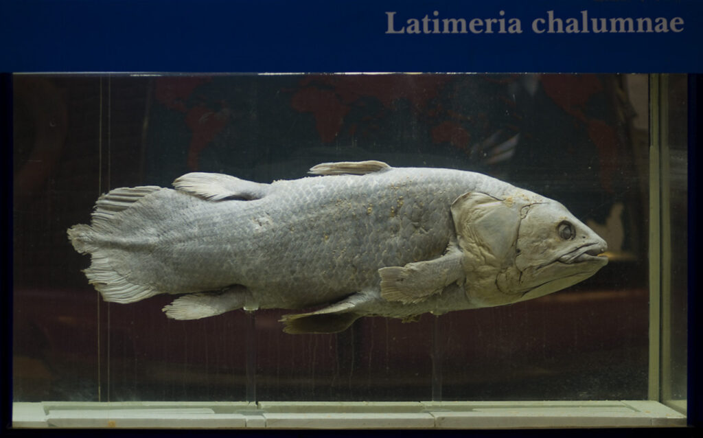 coelacanth