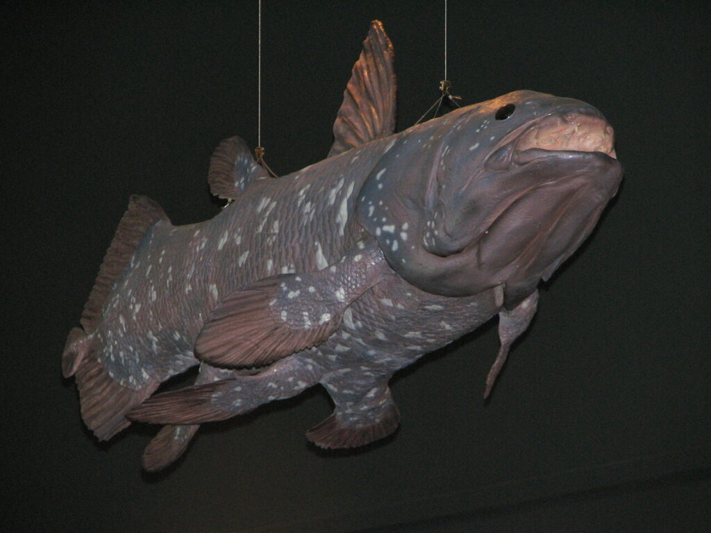 coelacanths
