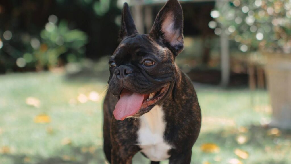 French Bulldog