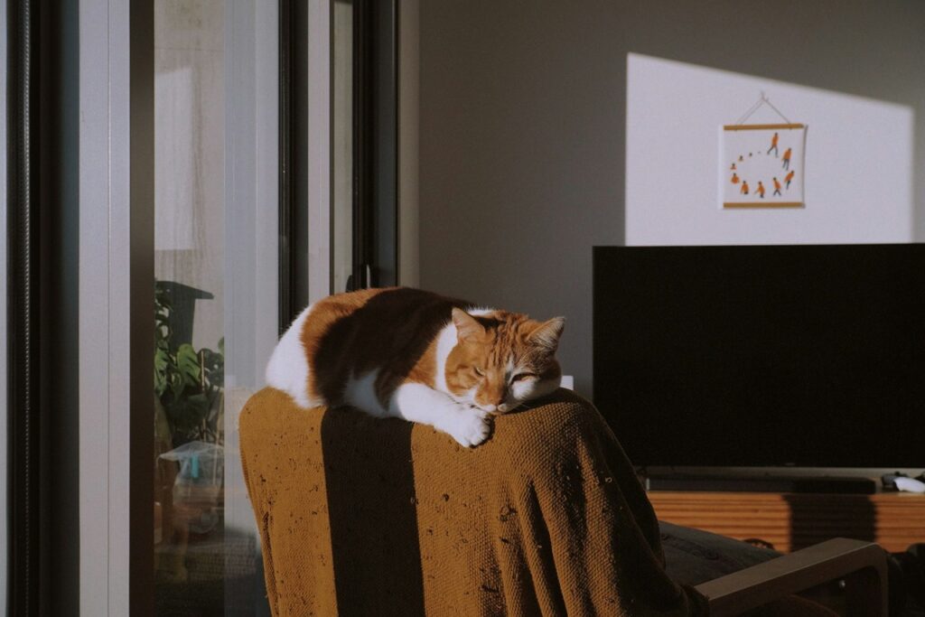 Cat relaxing