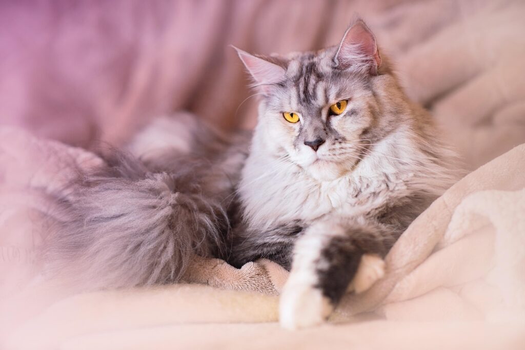 A maine coon cat resting