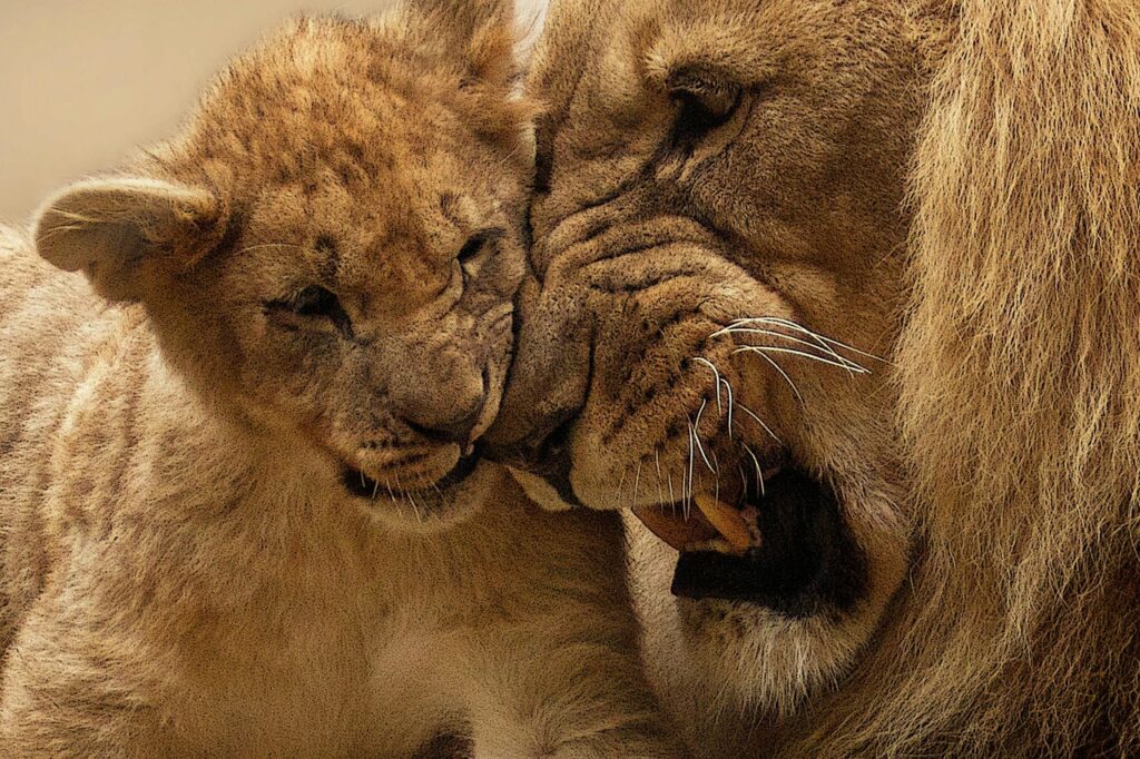 Lion cub with lion
